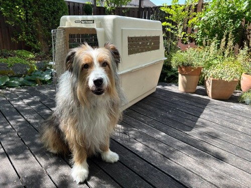 Transportbox für hund - für,